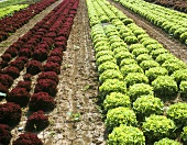 Lettuce field (Lollo rosso and oak leaf lettuce)