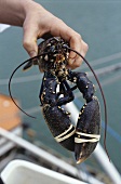Hand holding a fresh lobster