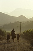 Farmer riding through vineyard, Chile