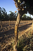 Vineyard of Bodega Vina Almaviva, Maipo Valley, Chile