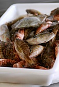 Various types of fish in a plastic container