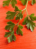 Flat-leaf parsley on red background