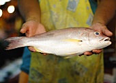 A red snapper