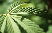 Leaf of a cannabis plant