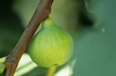 Fig on the tree (Greece)