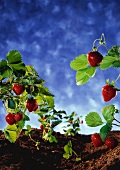 Erdbeerpflanzen