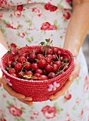 Hands holding a red basket of cherries