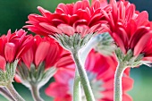 Red gerberas