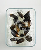 Mussels with crushed ice in a glass dish
