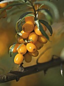 Kumquats on the tree
