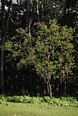 White sandalwood tree (Santalum album L.)