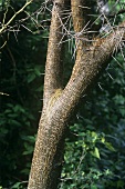 Trunk of a gum arabic tree (Acacia arabica Wild)