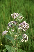 Medicinal plant: madar (Calotropis gigantea, crown flower)