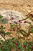 Wild indigo (Tephrosia purpurea, Ayurvedic medicinal plant)