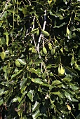 Pongam tree or Indian beech (Pongamia pinnata (L.) Pierre)