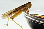 Grasshopper leaning on a small bowl of soy sauce