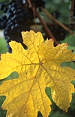 A vine leaf