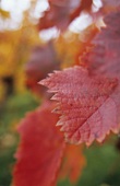 Herbstliche Weinblätter, Deutschland