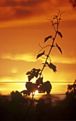 Vine shoot against a sunset
