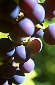 Veraison (When grapes change colour during ripening)