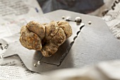 White truffle (from Alba, Italy) on truffle slicer