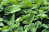 Virginian tobacco (Nicotiana tabacum)