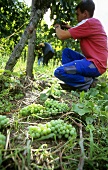Green harvest (removal of immature grapes)