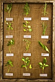 Twelve different herbs with labels