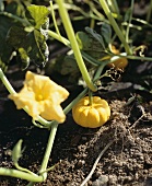 Yellow squash on the plant