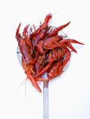 Cooked freshwater crayfish on a straining spoon