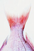 Tail fin of a bluespotted seabream