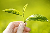 Hand hält frische Teeblätter (Cameron Highlands, Malaysia)
