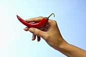 Frauenhand hält eine rote Chilischote