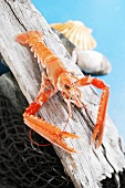 A Norway lobster on a piece of wood