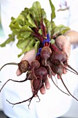 Hands holding baby beetroots