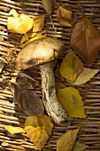 An edible mushroom with leaves