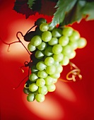 Green Grapes with Red Background