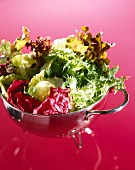 Mixed Salad Greens in a Colander