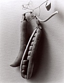 Opened and unopened pea pods (black and white photo)