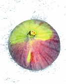 A fig (from above)