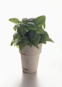 Potted Basil