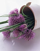 Fresh Chives with Blossoms in Clay Pot