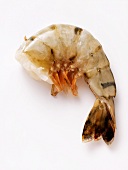 A Shrimp