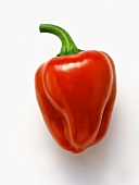 A Red Bell Pepper