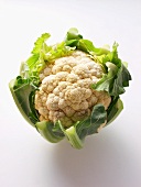 A Head of Cauliflower