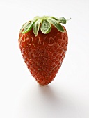 Erdbeere (stehend)