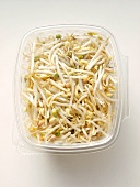 Bean Sprouts in a Plastic Container