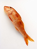 A Red Mullet