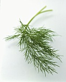 A Sprig of Dill