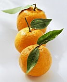 Drei Orangen mit Stiel und Blättern